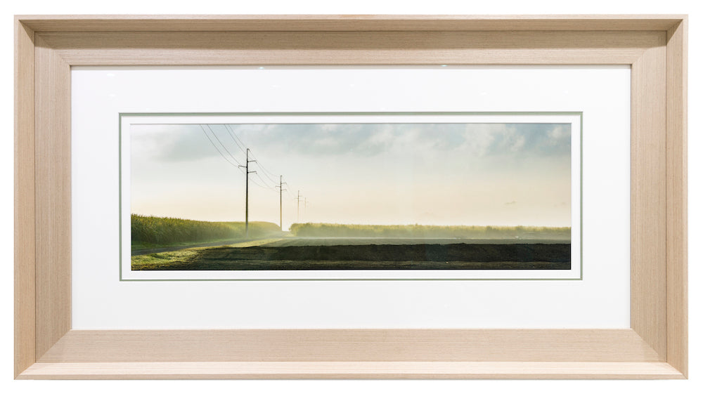 Cane Field Dawn: Quiet Moments (Exhibition Piece)