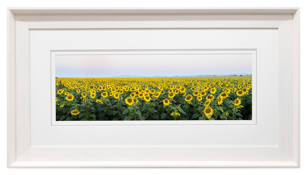 Sunflower Sunset: Fields of Gold (Exhibition Piece)