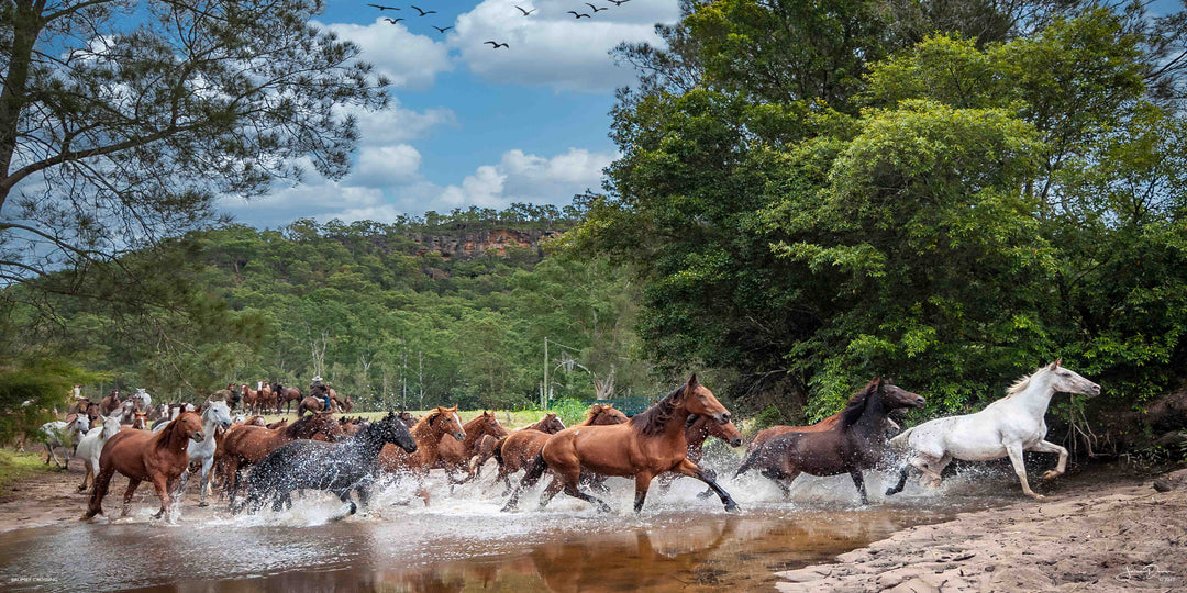 Brumby Crossing