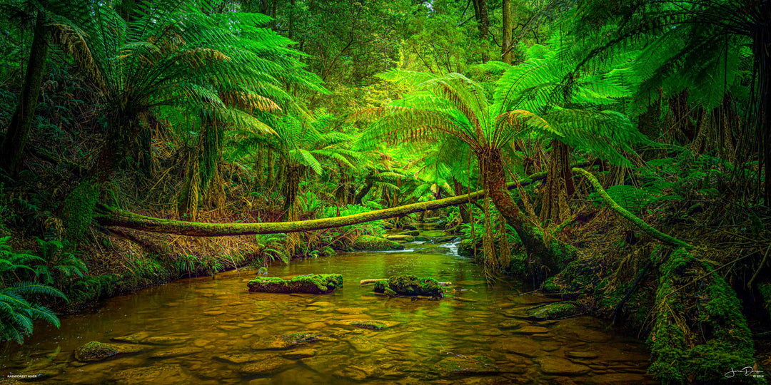 Rainforest River