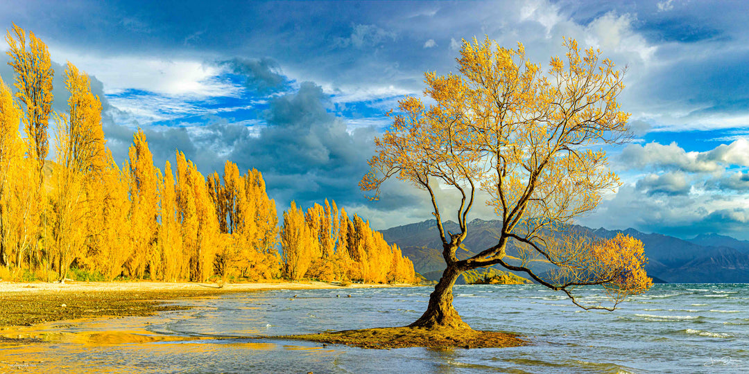 The Wanaka Tree