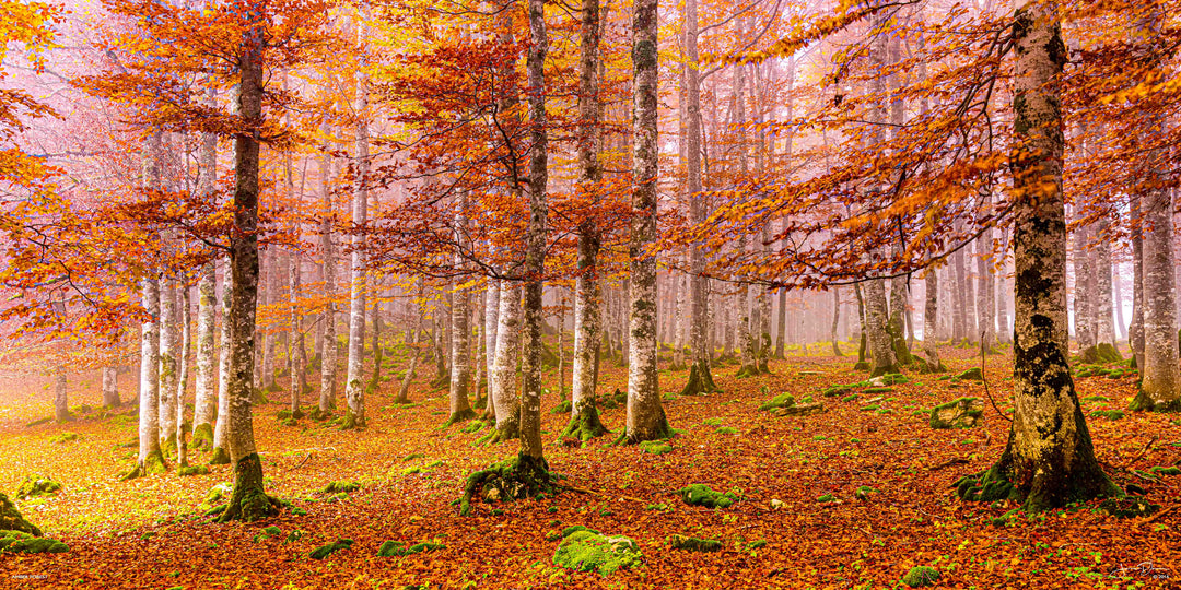 Amber Forest