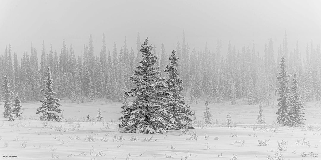 Denali Snow Pines