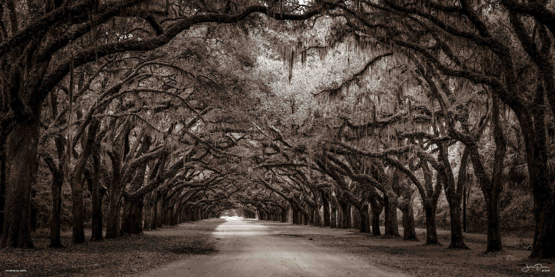 Wormsloe Drive