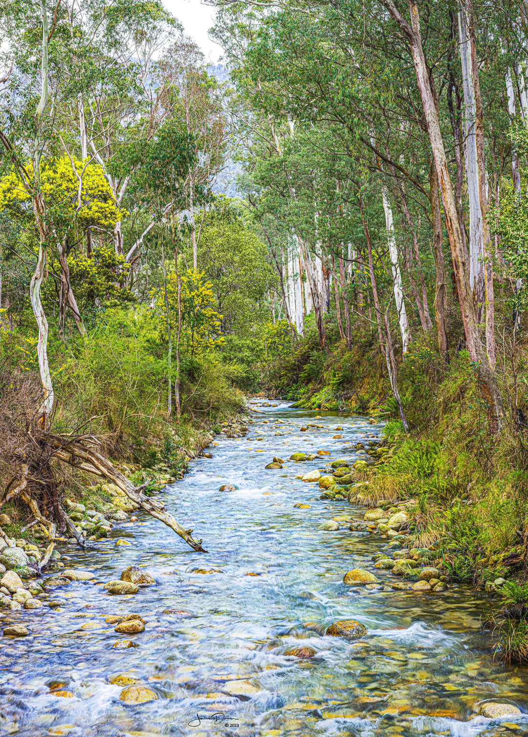 Alpine Forest Creek (Portrait)
