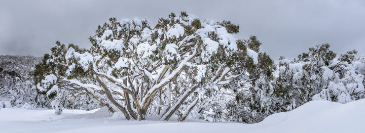 Australian Snow Gums