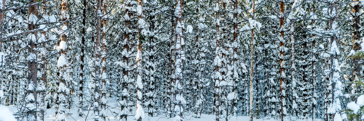 Dalmatian Forest