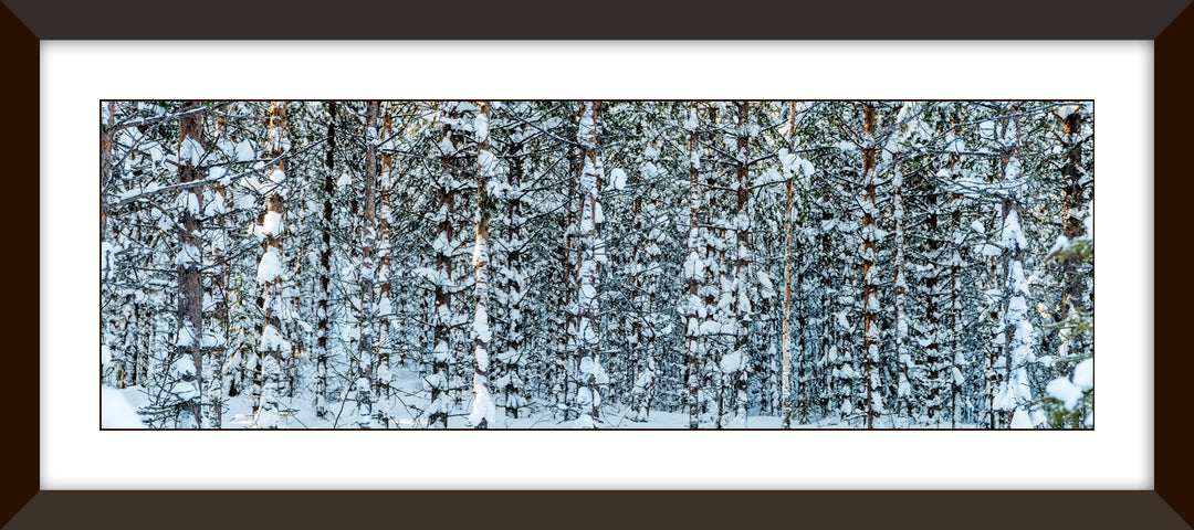 Dalmatian Forest