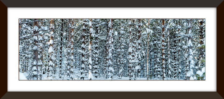 Dalmatian Forest