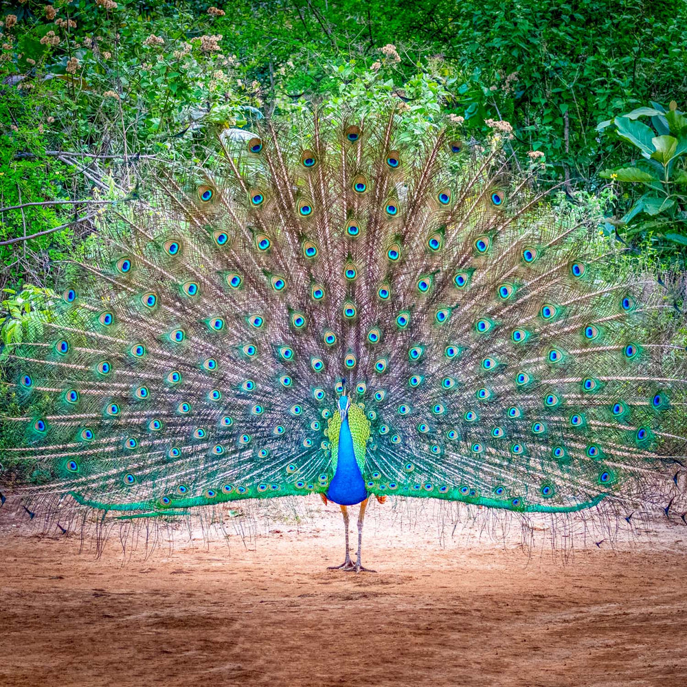 Dancing Peacock (Square) Jigsaw Puzzle by Artist Jaime Dormer and Manufactured by QPuzzles in Queensland
