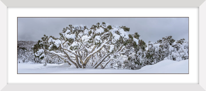 Australian Snow Gums