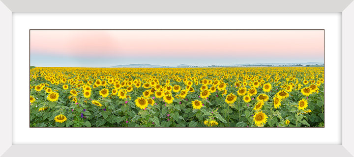 Sunflower Sunrise