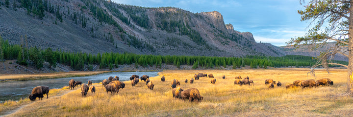 Grazing Bison