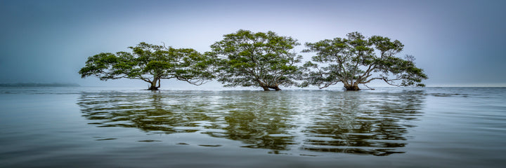 Moreton Bay Mangroves