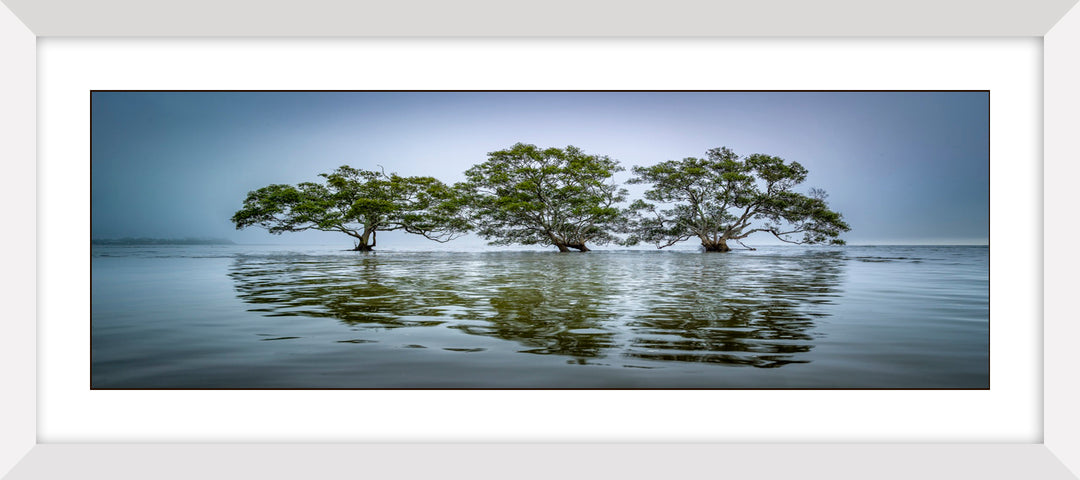 Moreton Bay Mangroves