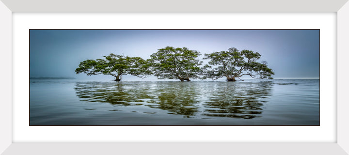 Moreton Bay Mangroves