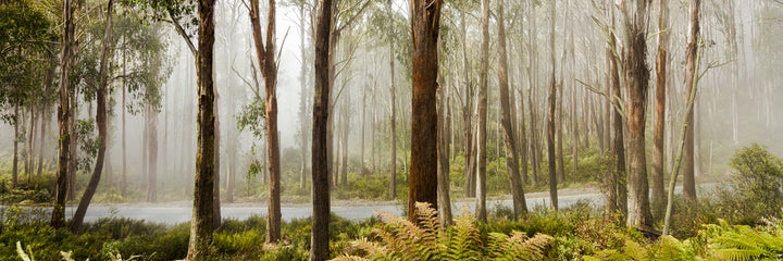 Mount Buller Mist