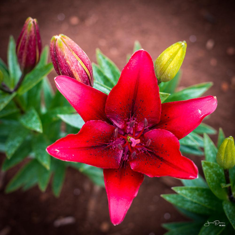 Red Tulip (Square) QPuzzles