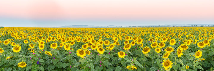 Sunflower Sunrise