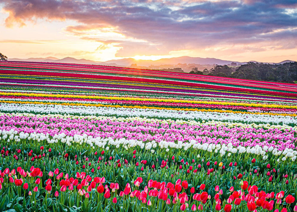 Tulip Rainbow at Sunrise (Landscape) Jigsaw Puzzle by Artist Jaime Dormer and Manufactured by QPuzzles in Queensland