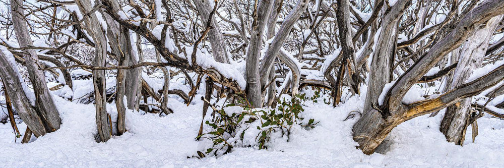 Twisted Snow Gums (Panorama) Jigsaw Puzzle by Artist Jaime Dormer and Manufactured by QPuzzles in Queensland