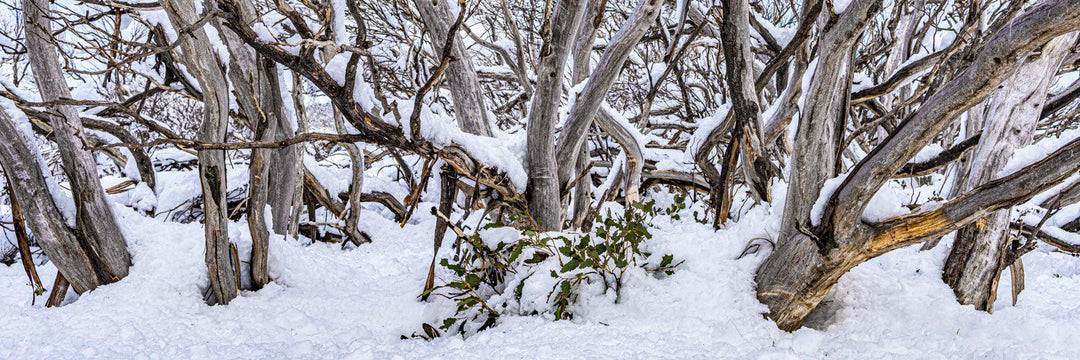 Twisted Snow Gums (Panorama) Jigsaw Puzzle by Artist Jaime Dormer and Manufactured by QPuzzles in Queensland