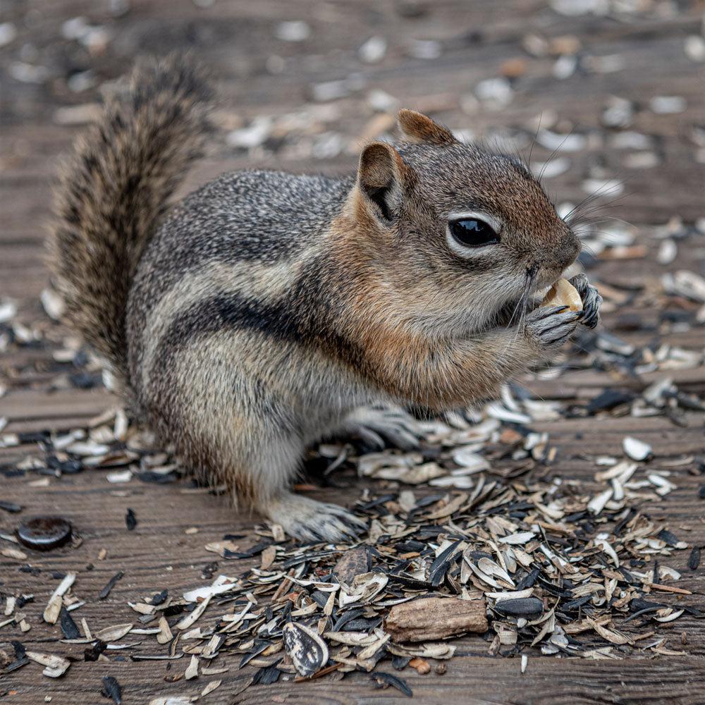 Wildlife - Chipmonk (Square) Jigsaw Puzzle by Artist Jaime Dormer and Manufactured by QPuzzles in Queensland