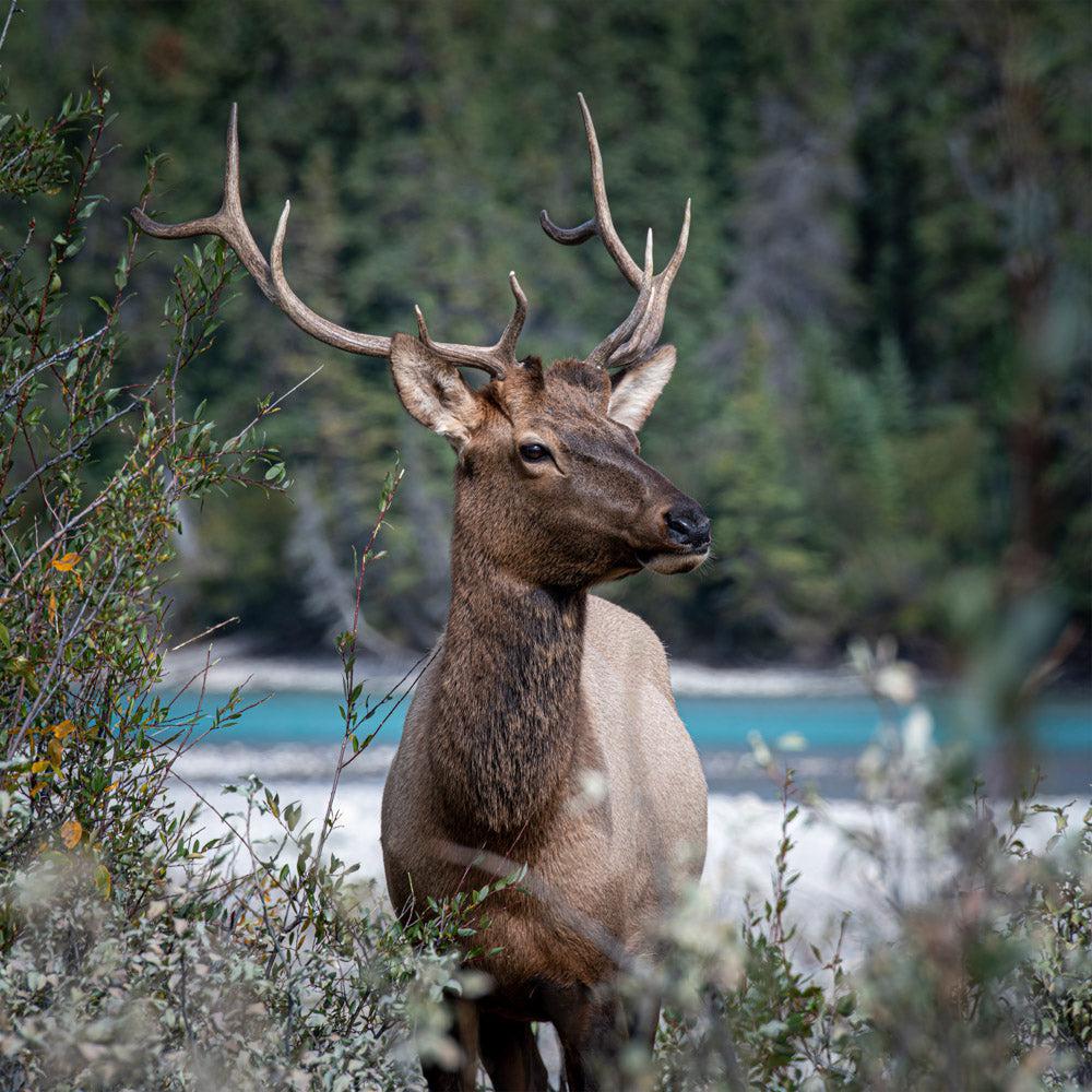 Wildlife - Elk (Square) Jigsaw Puzzle by Artist Jaime Dormer and Manufactured by QPuzzles in Queensland