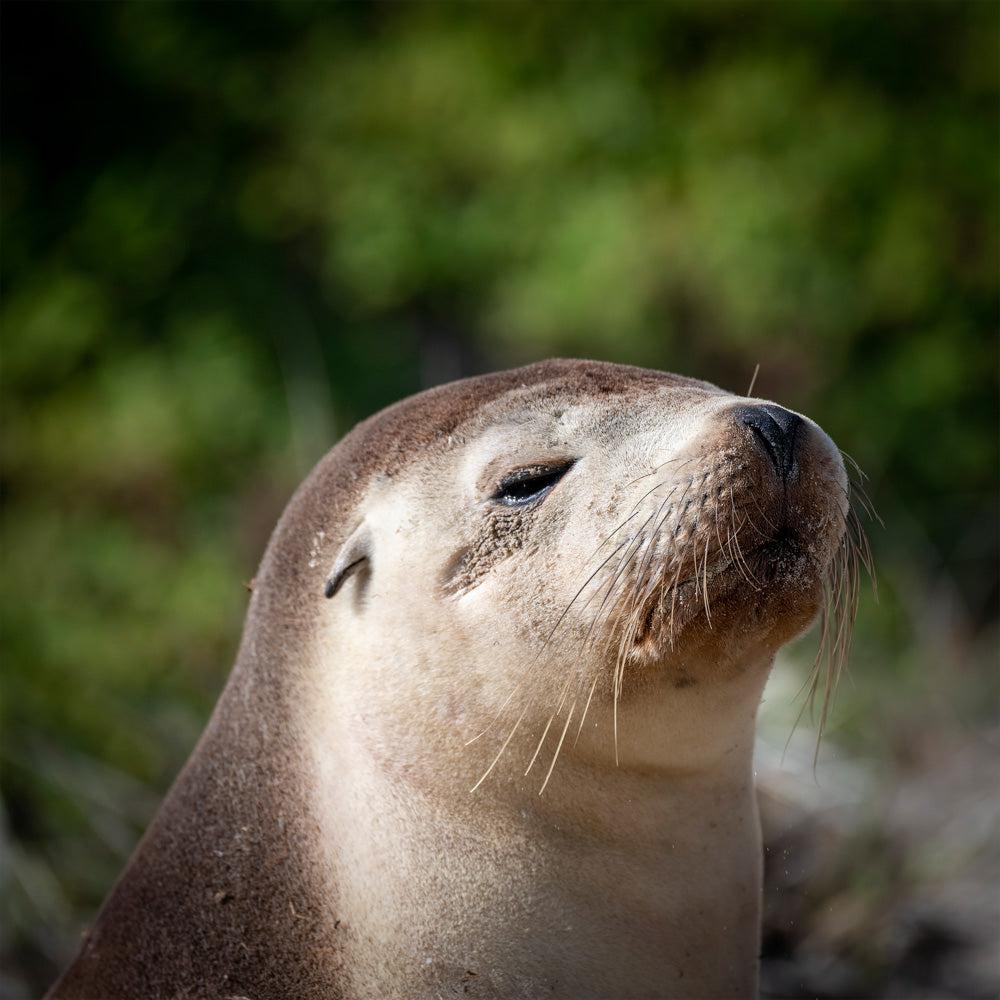 Wildlife - Fur Seal (Square) Jigsaw Puzzle by Artist Jaime Dormer and Manufactured by QPuzzles in Queensland