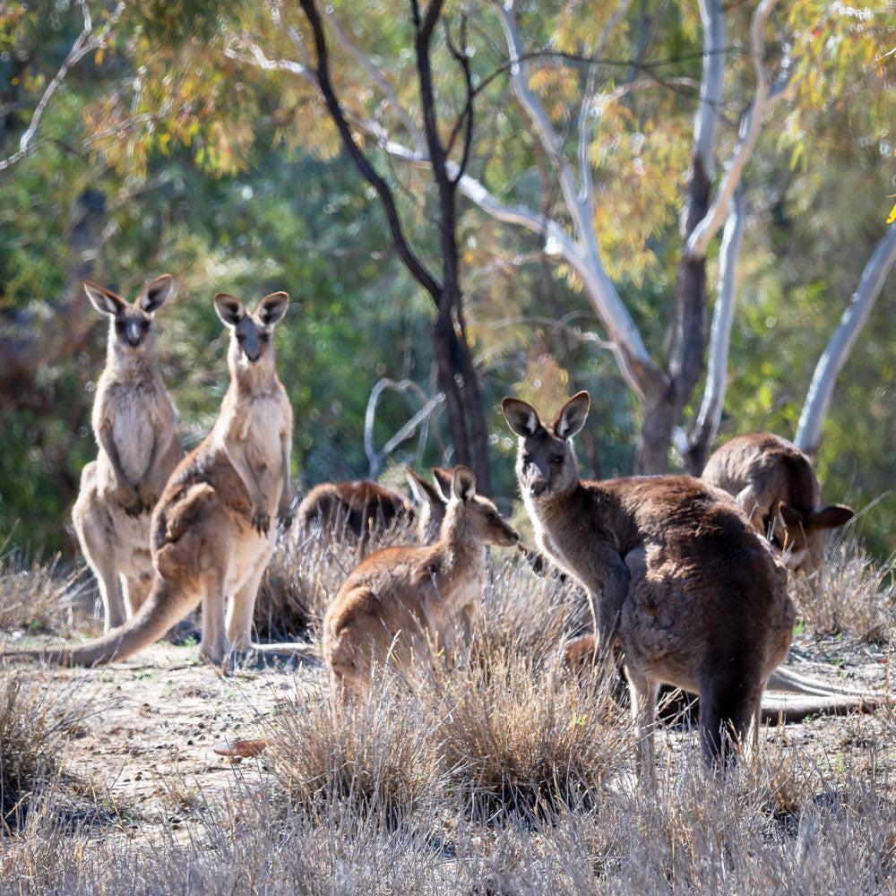 Wildlife - Kangaroos (Square) Jigsaw Puzzle by Artist Jaime Dormer and Manufactured by QPuzzles in Queensland