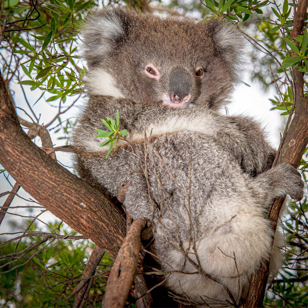 Wildlife - Koala (Square) Jigsaw Puzzle by Artist Jaime Dormer and Manufactured by QPuzzles in Queensland