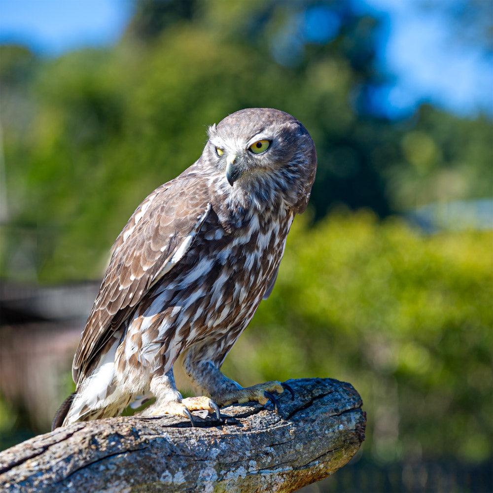 Wildlife - Owl (Square) Jigsaw Puzzle by Artist Jaime Dormer and Manufactured by QPuzzles in Queensland