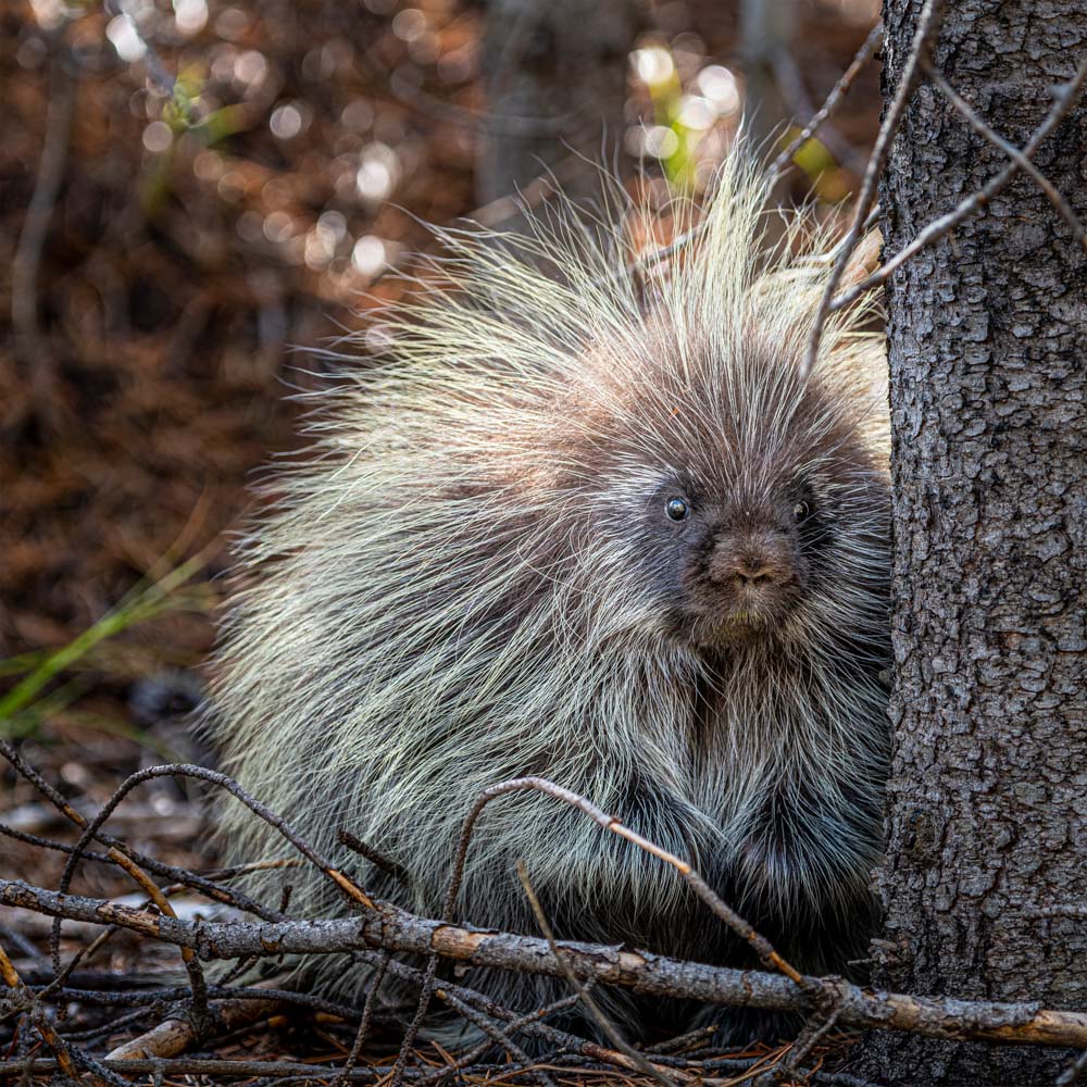 Wildlife - Porcupine (Square) Jigsaw Puzzle by Artist Jaime Dormer and Manufactured by QPuzzles in Queensland