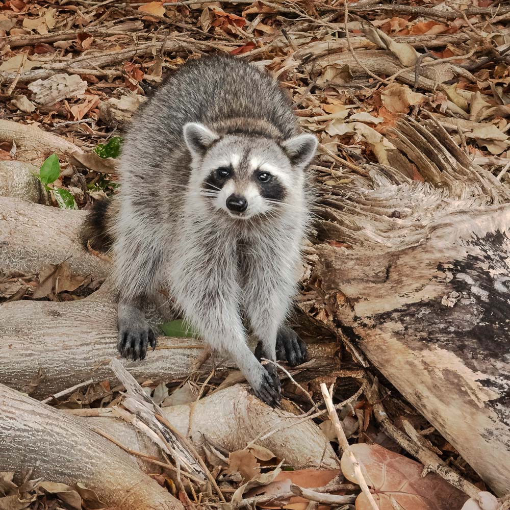 Wildlife - Raccoon (Square) Jigsaw Puzzle by Artist Jaime Dormer and Manufactured by QPuzzles in Queensland