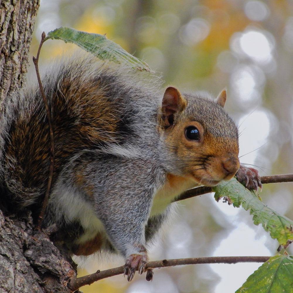 Wildlife - Squirrel (Square) Jigsaw Puzzle by Artist Jaime Dormer and Manufactured by QPuzzles in Queensland