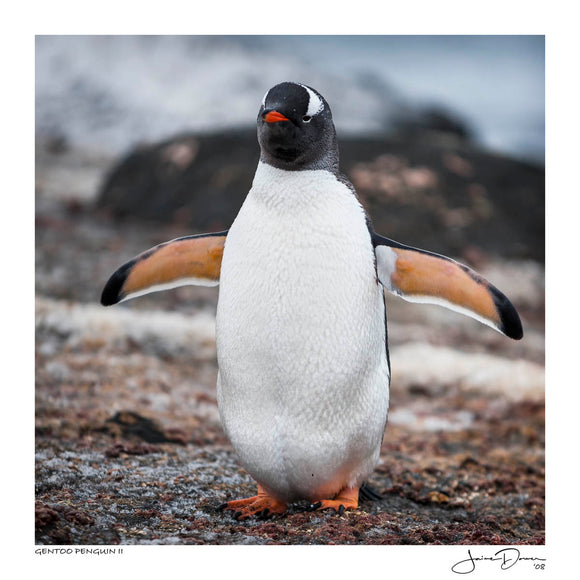 Gentoo Penguin II.jpg