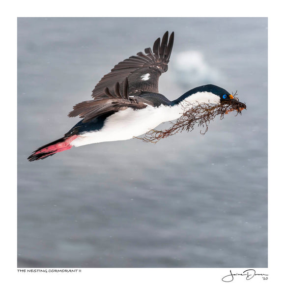 Nesting Cormorant II