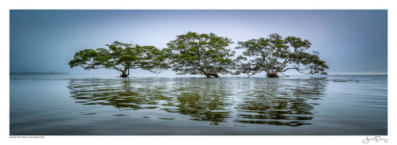 Moreton Bay Mangroves
