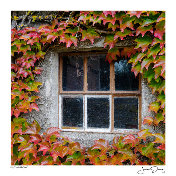 Ivy Window