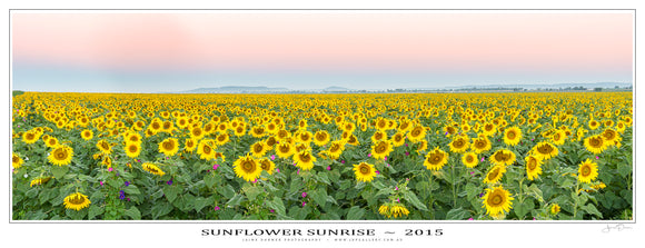 Sunflower Sunrise Poster