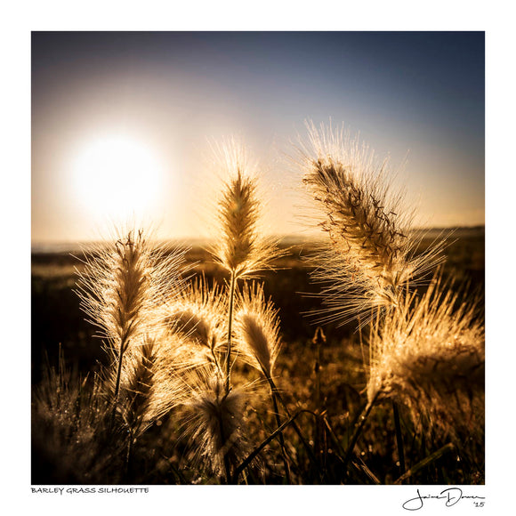 Barley Grass Silhouette