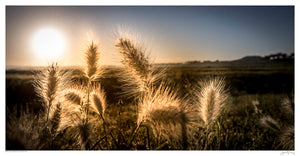 Barley Grass Silhouette II