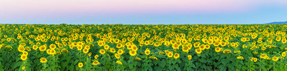 Sunflower Sunset II