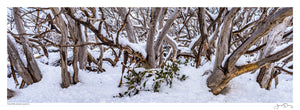 Twisted Snow Gums II