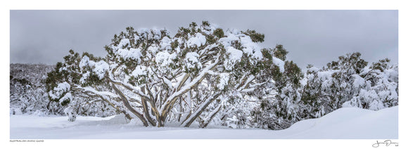 Australian Snow Gums