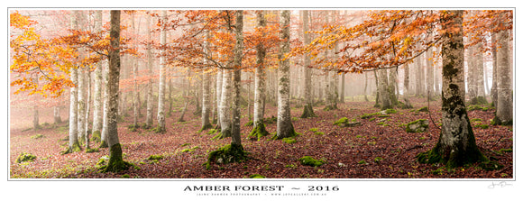 Amber Forest Poster