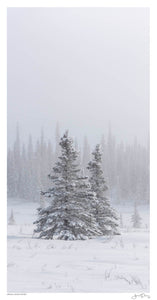 Denali Snow Pines