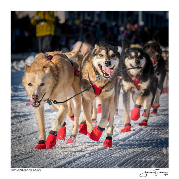 Iditarod Race Dogs