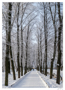 Path Through the Ice Trees