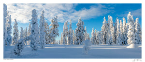Snow Laden Forest